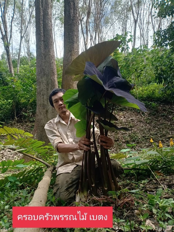 หน่อขุดสด บอนดำ..แบล็คเมจิค Colocasia Black Magic