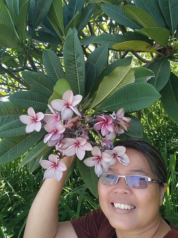 ขายกิ่งปักชำลีลาวดีสีม่วง | เมล็ดพันธุ์ดี เกษตรวิถีไทย - เมืองระยอง ระยอง