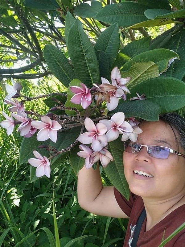 ขายกิ่งปักชำลีลาวดีสีม่วง | เมล็ดพันธุ์ดี เกษตรวิถีไทย - เมืองระยอง ระยอง