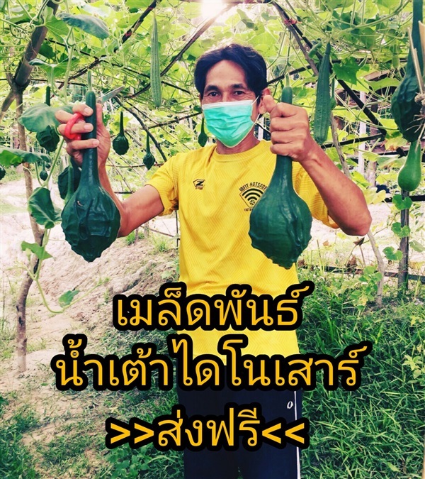    เมล็ดพันธุ์น้ำเต้าไดโนเสาร์เกษตรอินทรีย์