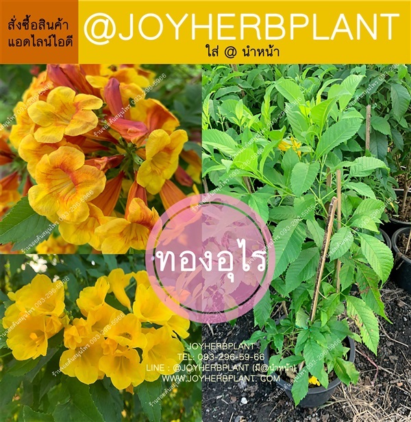 ทองอุไร ทุกสี ทุกขนาด ปลีก- ส่ง | ร้านจอยต้นสมุนไพร - หนองแขม กรุงเทพมหานคร