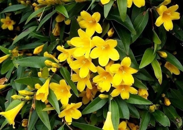 Carolina Yellow Jasmine หรือ มะลิเหลือง | สวนไม้ไซเบอร์ -  สมุทรปราการ