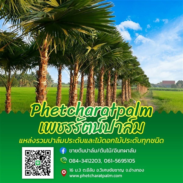 ปาล์มยะวา(ชวา) | เพชรรัตน์ปาล์ม - วิเศษชัยชาญ อ่างทอง