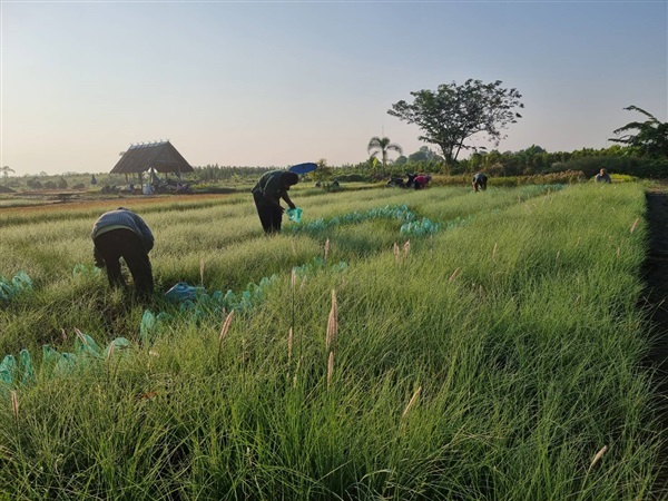 หญ้าน้ำพุ | สวนลุงไหว - องครักษ์ นครนายก