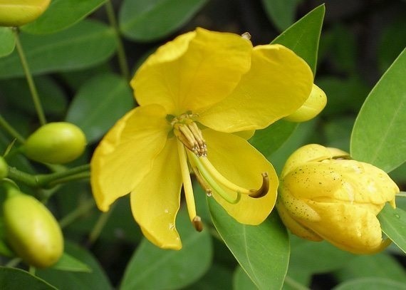 เมล็ดพันธุ์ผักเค็ด  ขี้เหล็กเทศ | เมล็ดพันธุ์ดี เกษตรวิถีไทย - เมืองระยอง ระยอง