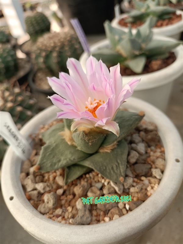  Ariocarpus retusus (อริโอคาปัส) |  แพท การ์เด้น สกลนคร -  สกลนคร