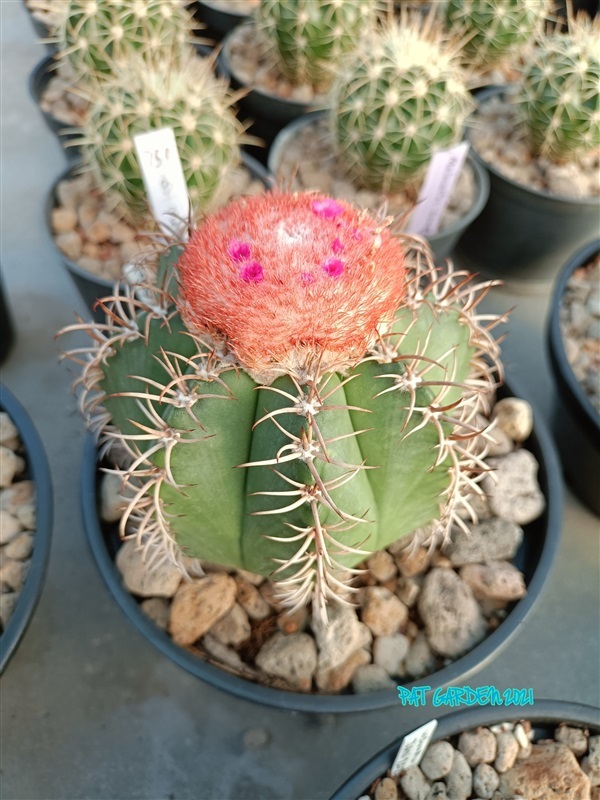 Melocactus matanzanus ( เมโลแคระ)