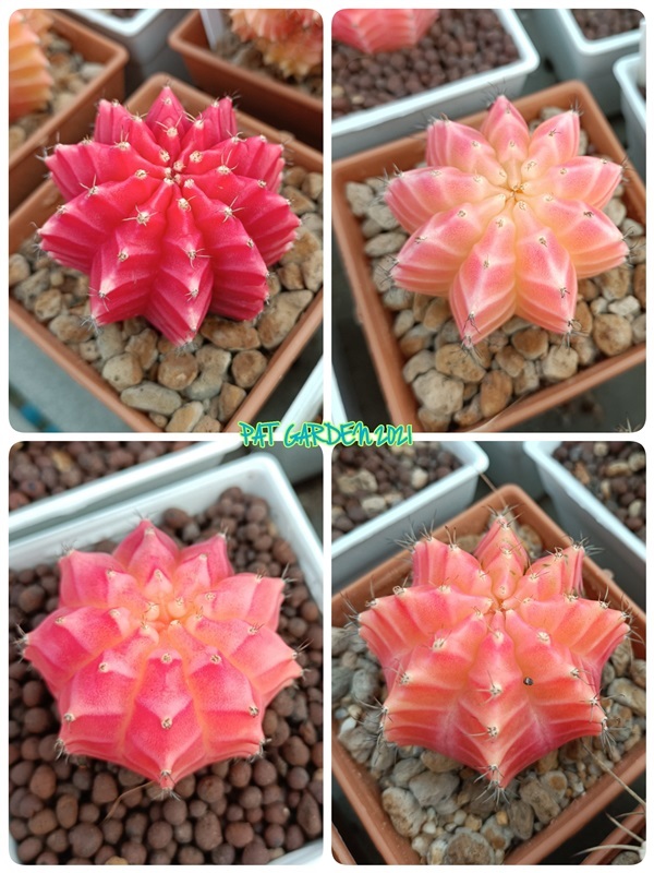 Gymnocalycium sp.f.variegata (ยิมโนด่าง) |  แพท การ์เด้น สกลนคร -  สกลนคร