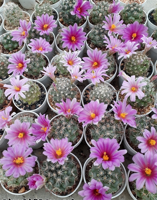 Mammillaria schumannii (แมมชูแมน) |  แพท การ์เด้น สกลนคร -  สกลนคร