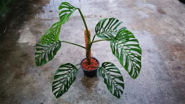 Monstera Acuminata | สวนคุณวุฒิ - บางกรวย นนทบุรี