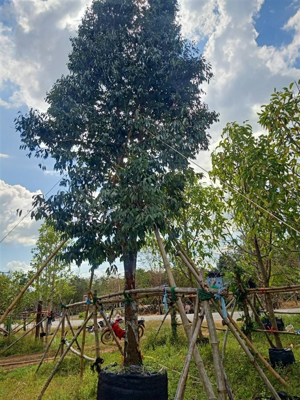 ต้นบุนนาค | ดิเรก บ้านดงบัง -  ปราจีนบุรี