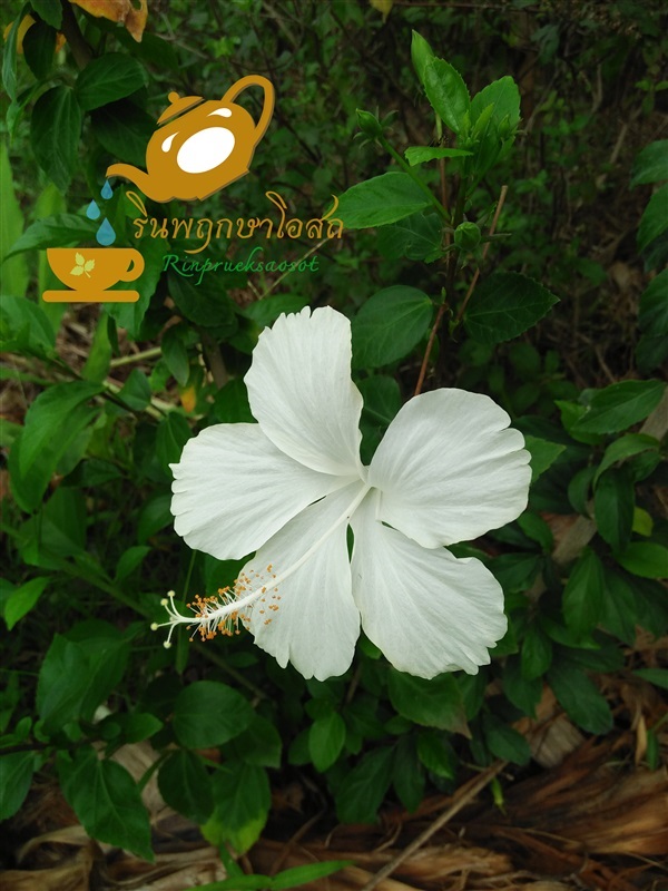 ชบาขาว  | รินพฤกษาโอสถ - พิบูลมังสาหาร อุบลราชธานี