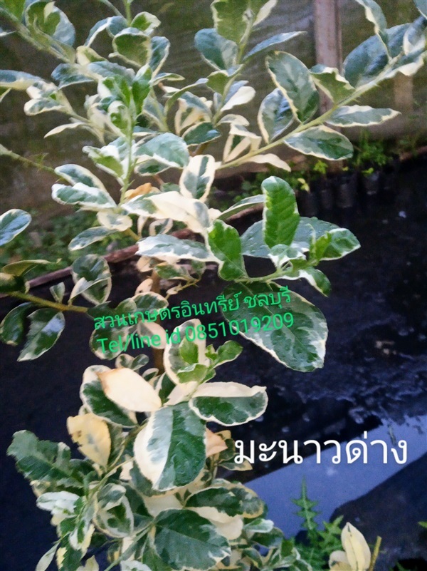 ขายต้นมะนาวด่าง | สวนเกษตรอินทรีย์ - พนัสนิคม ชลบุรี