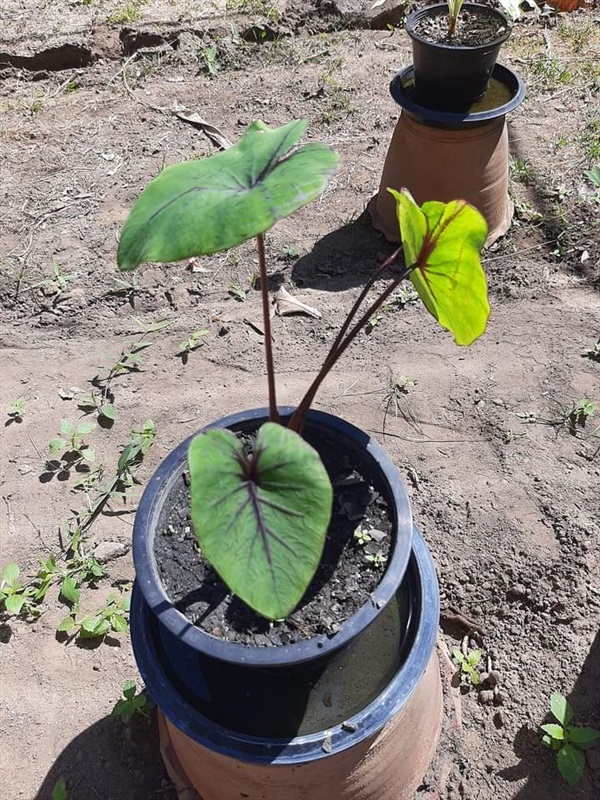 หน้ากากฟาโรห์Colocasia pharaoh's mask ใครสนใจทักมานะคะ | สวนศรีชาวนา - เมืองปราจีนบุรี ปราจีนบุรี