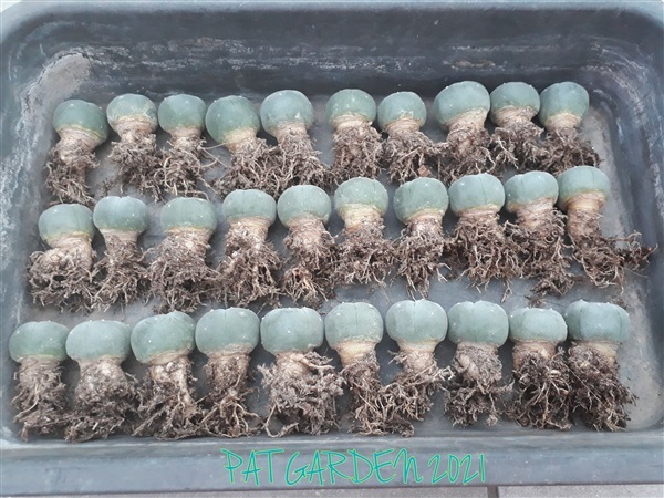 Lophophora williamsii (โลโฟฯวิลเลี่ยมซี)