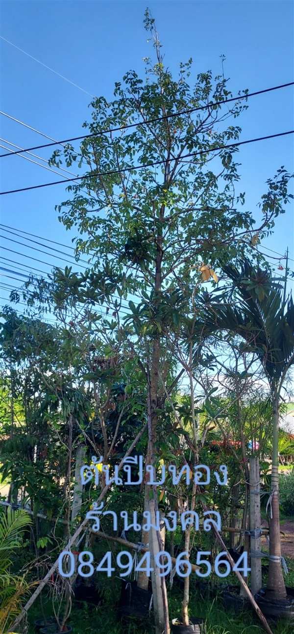 ต้นปีบทอง | มงคล - เมืองปราจีนบุรี ปราจีนบุรี