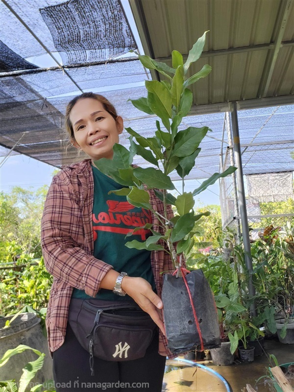 ต้นยี่หุบสวรรค์ ทาบกิ่ง ออกดอกง่าย | ป้าอรพันธุ์ไม้บ้านดงบังปราจีนบุรี - เมืองปราจีนบุรี ปราจีนบุรี