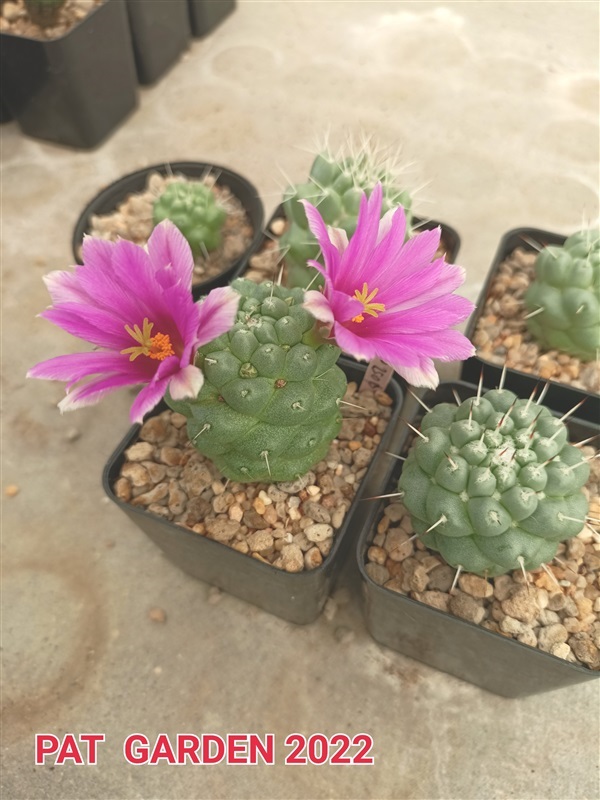 Mammillaria schumannii (แมมชูแมนหนามเดี่ยว) |  แพท การ์เด้น สกลนคร -  สกลนคร