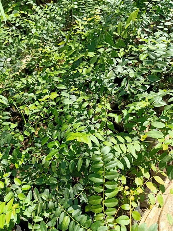 ต้นกล้ามะเกลือ | สวนอานนท์ - กาญจนบุรี