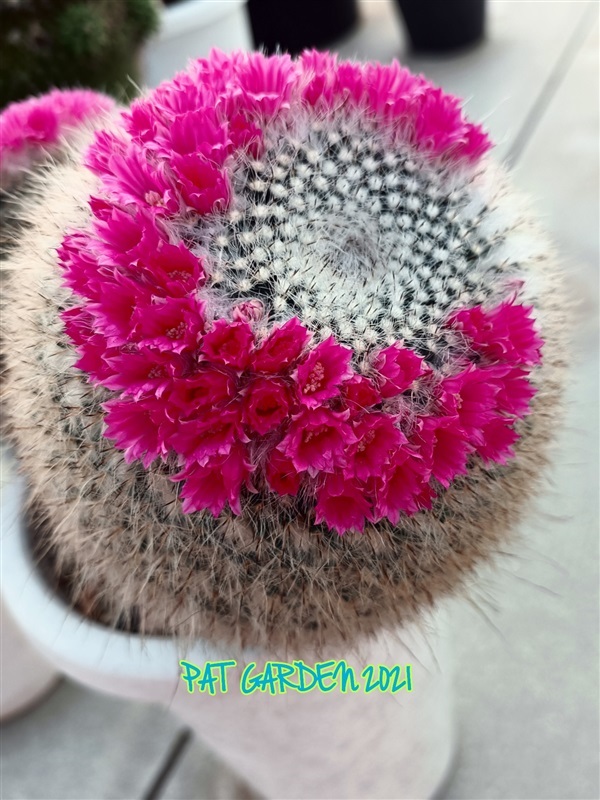 Mammillaria hahniana (แมมแม่เฒ่า) |  แพท การ์เด้น สกลนคร -  สกลนคร