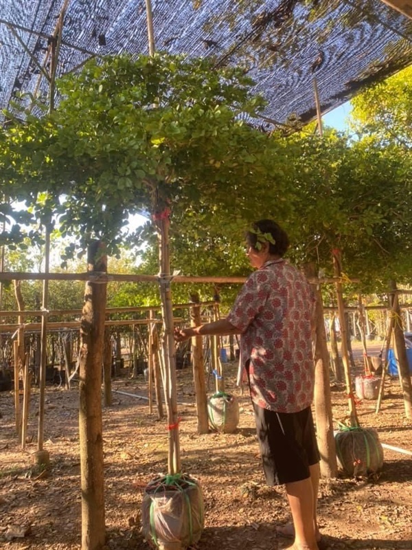 ต้นแก้วเจ้าจอม (6 ใบ) | khonkaimai -  ปราจีนบุรี