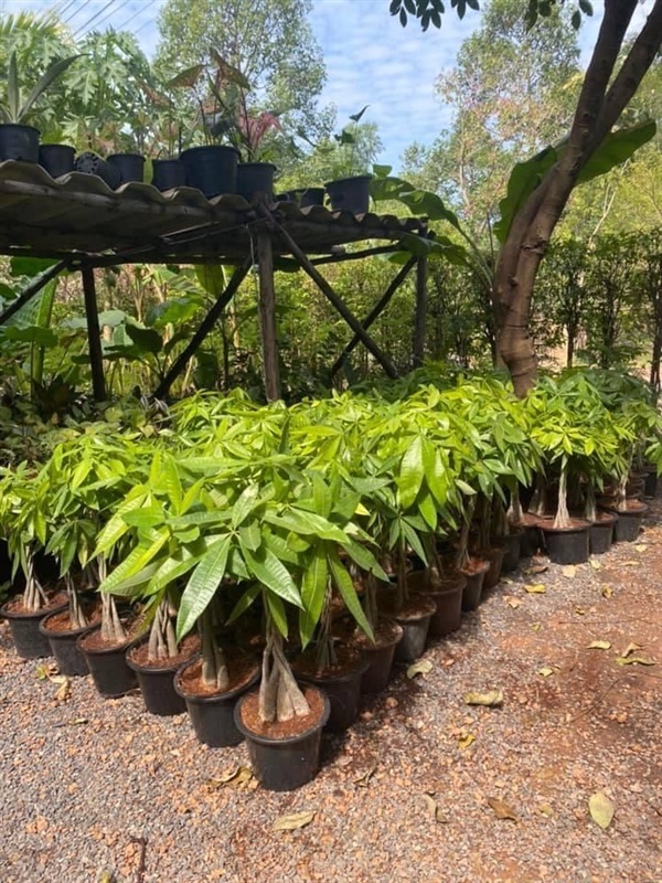 ต้นศุภโชค(ถักเปีย) 30-50 เซนติเมตร | khonkaimai -  ปราจีนบุรี