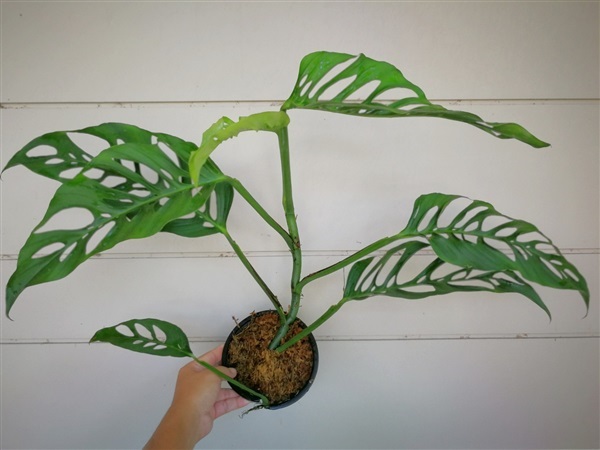 Monstera adansonii narrow form | สวนคุณวุฒิ - บางกรวย นนทบุรี