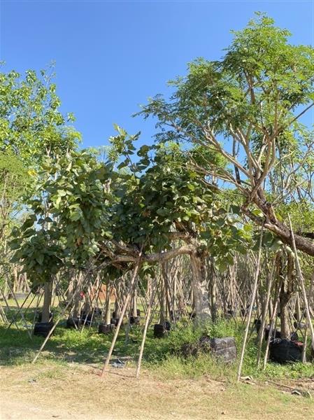 ทองกวาวเอน12” | สวนต้นอ้อ พันธุ์ไม้ - แก่งคอย สระบุรี