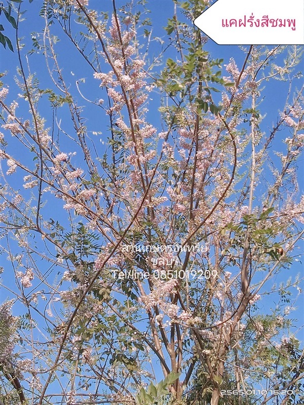 ขายต้นแคฝรั่งสีชมพูและขาว | สวนเกษตรอินทรีย์ - พนัสนิคม ชลบุรี