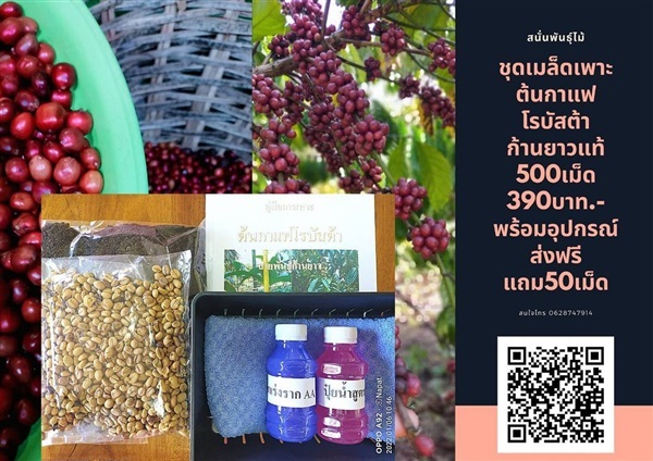 เมล็ดกาแฟโรบัสต้า สำหรับเพาะกล้า สายพันธุ์ก้านยาวแบบกะลา390 | สนั่นดังกล้าต้นไม้ - เมืองชุมพร ชุมพร