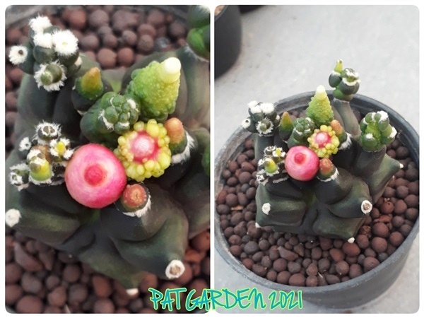 Gymnocalycium sp.f.monstrose (ยิมโนฯมอนสเตอร์) |  แพท การ์เด้น สกลนคร -  สกลนคร