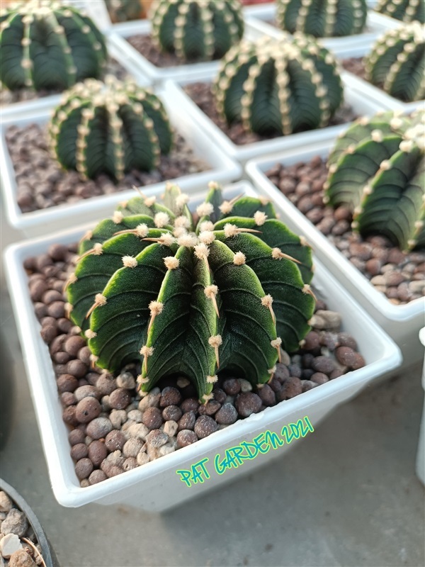 Gymnocalycium friedrichii Agua Dulce LB2178 |  แพท การ์เด้น สกลนคร -  สกลนคร