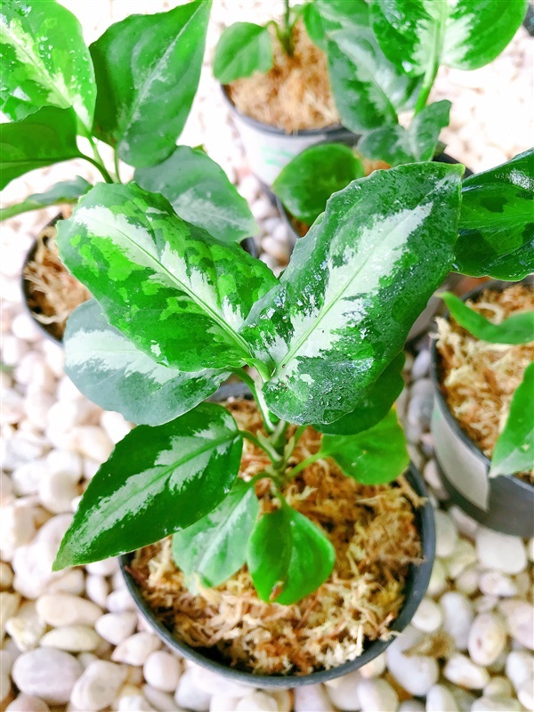 เสือพรานสามสี, Aglaonema Pictum Tricolor  | เฌอ-สถาน - บางใหญ่ นนทบุรี