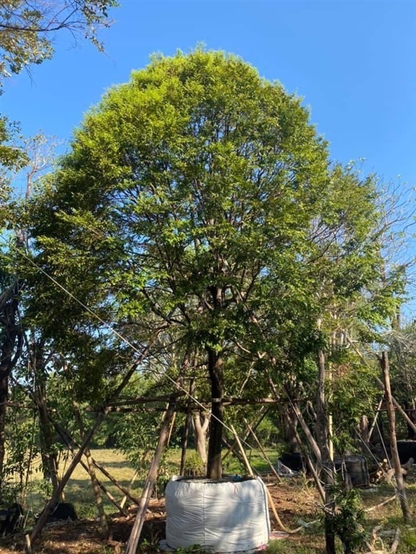 ต้นล่ำซำ ฟอมใหญ่ ขนาด 10 นิ้วสูง 6 เมตร | khonkaimai -  ปราจีนบุรี