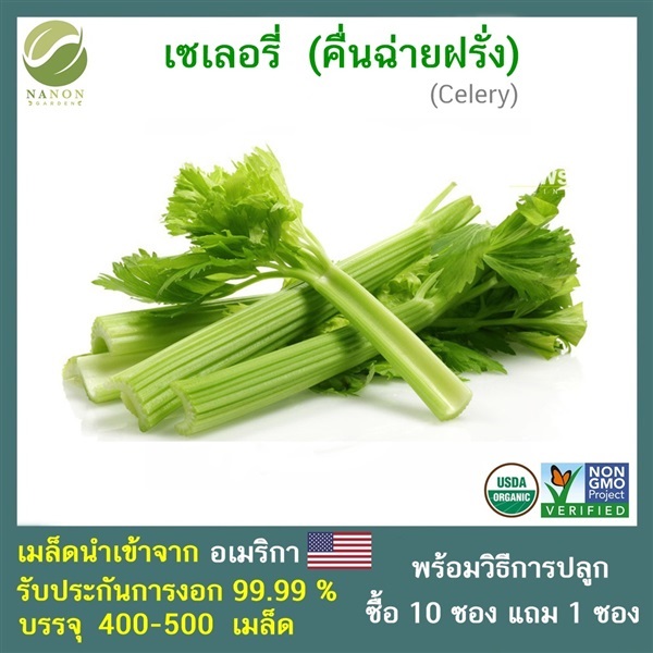 เมล็ด เซเลอรี่ (Celery)