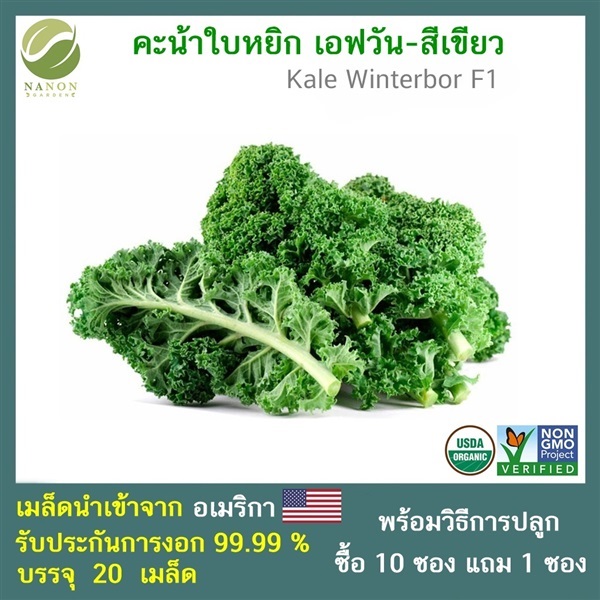 เมล็ด คะน้าใบหยิกสีเขียว (Green Kale / Kale Winterbor F1) | ณ นนท์ การ์เด้น - บางบัวทอง นนทบุรี