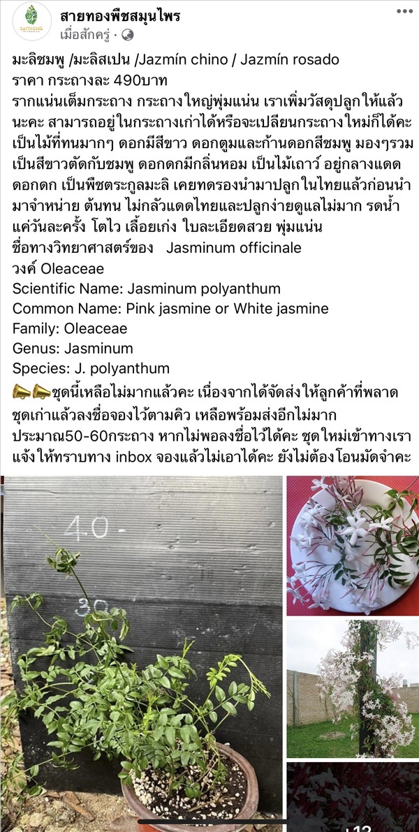 มะลิชมพู /มะลิสเปน  | สายทองพืชสมุนไพร - บางพลี สมุทรปราการ