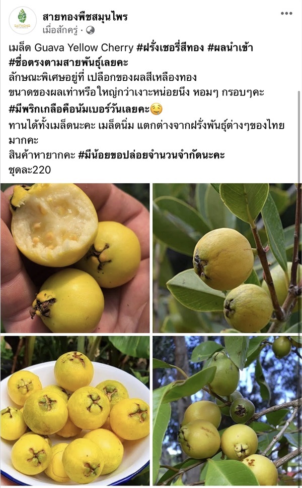 เมล็ด Guava Yellow Cherry #ฝรั่งเชอรี่สีทอง  | สายทองพืชสมุนไพร - บางพลี สมุทรปราการ