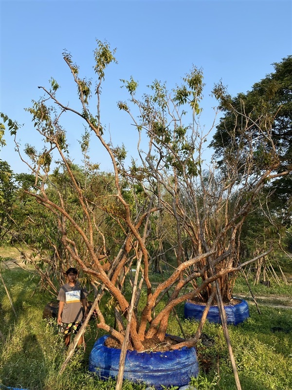 ต้นเสม็ดแดง ผักเม็ก | สวนนพดลพันธุ์ไม้ - บ้านนา นครนายก