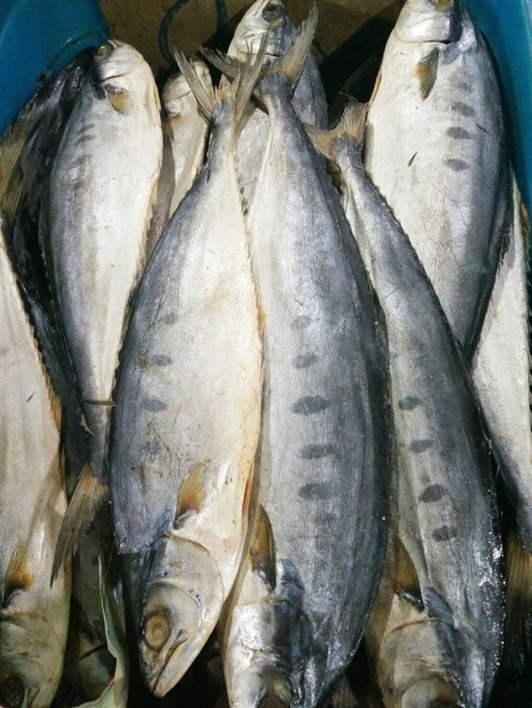 ปลาสีเสียด ปลาเค็ม ปลาแห้ง  | ไอซ์พันธุ์ไม้ - ทุ่งสง นครศรีธรรมราช