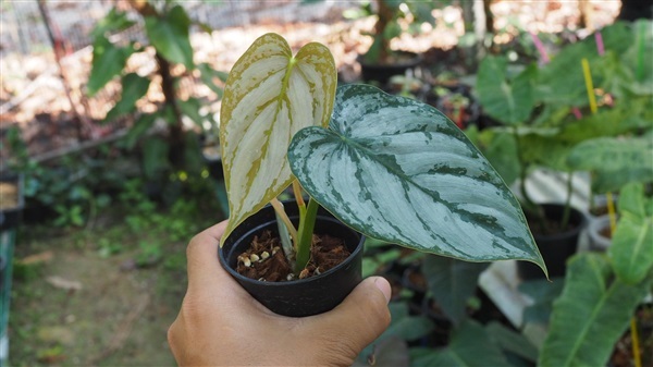 Philodendron brandtiatum | ภูมิสถาปนิกระยอง - นิคมพัฒนา ระยอง