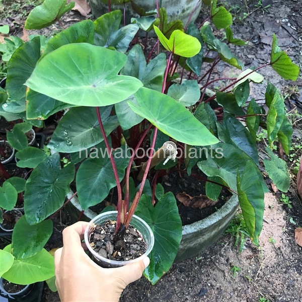 Colocasia hawaiian punch | ภูมิสถาปนิกระยอง - นิคมพัฒนา ระยอง