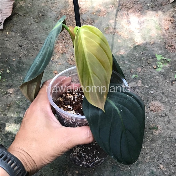 Philodendron Gigas