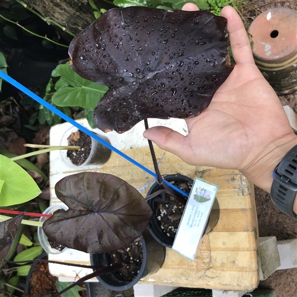 Colocasia Black Coral