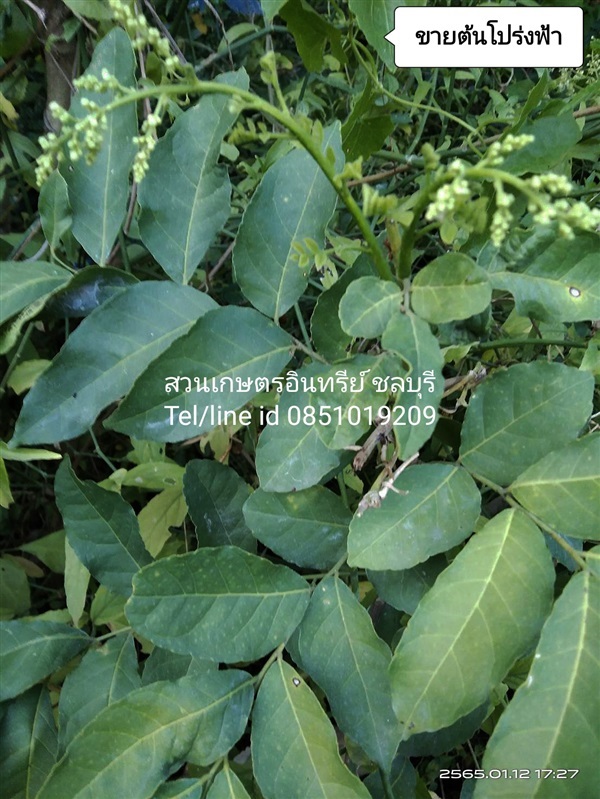 ขายต้นโปร่งฟ้า | สวนเกษตรอินทรีย์ - พนัสนิคม ชลบุรี
