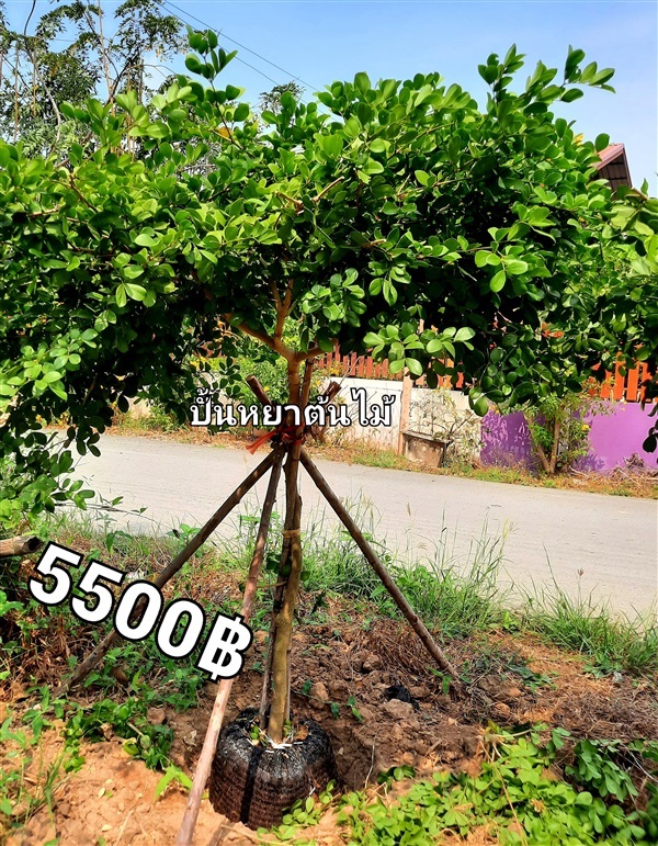 ต้นแก้วเจ้าจอม | ปั้นหยาต้นไม้ - ศรีประจันต์ สุพรรณบุรี