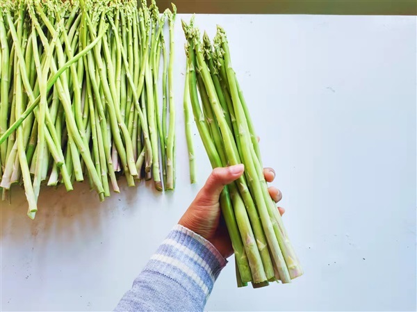 fresh asparagus  | หน่อไม้ฝรั่งเกรดส่งออก - พัฒนานิคม ลพบุรี