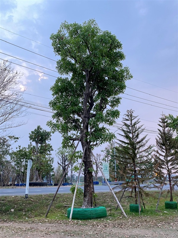 จิกน้ำ | สวนพันเงิน พันทอง -  สระบุรี