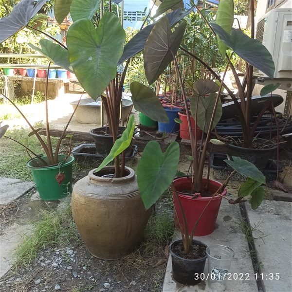 Colocasia Black Magic (บอนดำ) | บ้านสวนปากคลองวัดสาลีโขฯ - ปากเกร็ด นนทบุรี