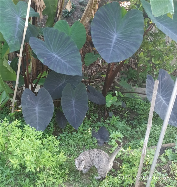 Colocasia Black Magic (บอนดำ) | บ้านสวนปากคลองวัดสาลีโขฯ - ปากเกร็ด นนทบุรี